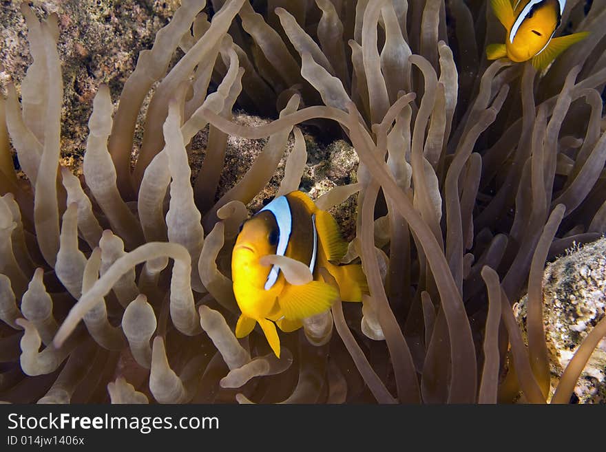 Red sea anemonefish (Amphipiron bicinctus)  taken in the Red Sea.