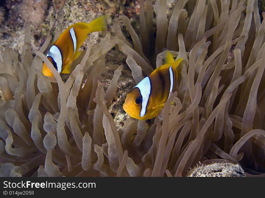 Red sea anemonefish (Amphipiron bicinctus)  taken in the Red Sea.