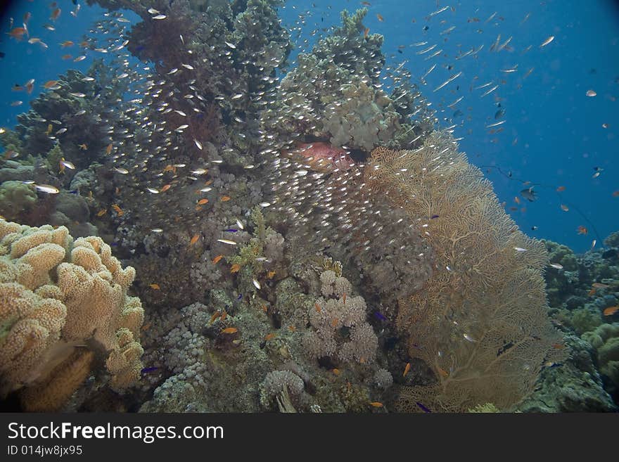 Coral and fish taken in the Red Sea.