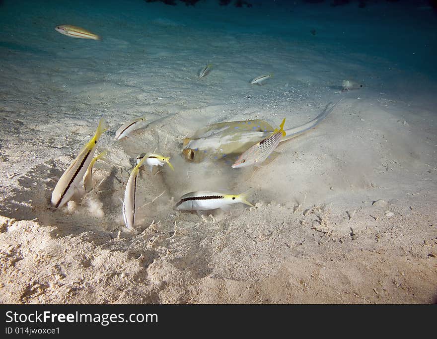 Goatfish and bluespotted stingray