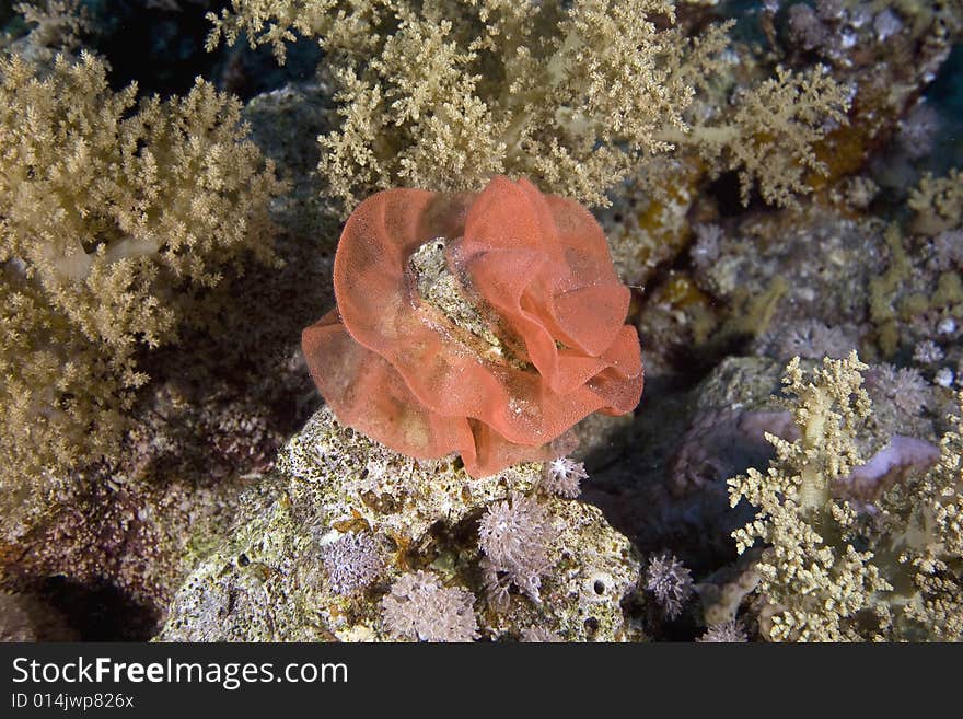 Eggs of a spanish dancer taken in the Red Sea.