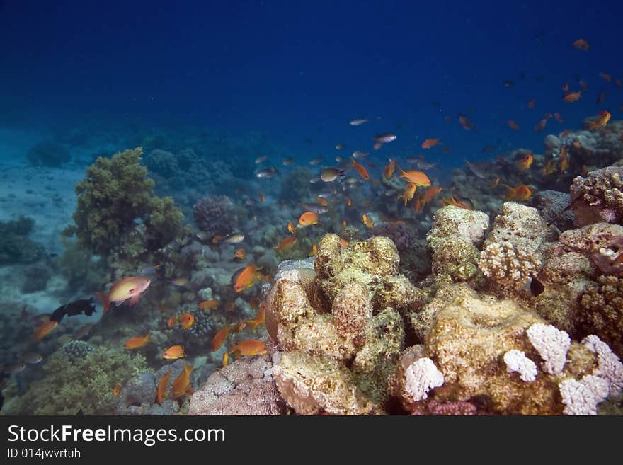 Coral and fish taken in the Red Sea.