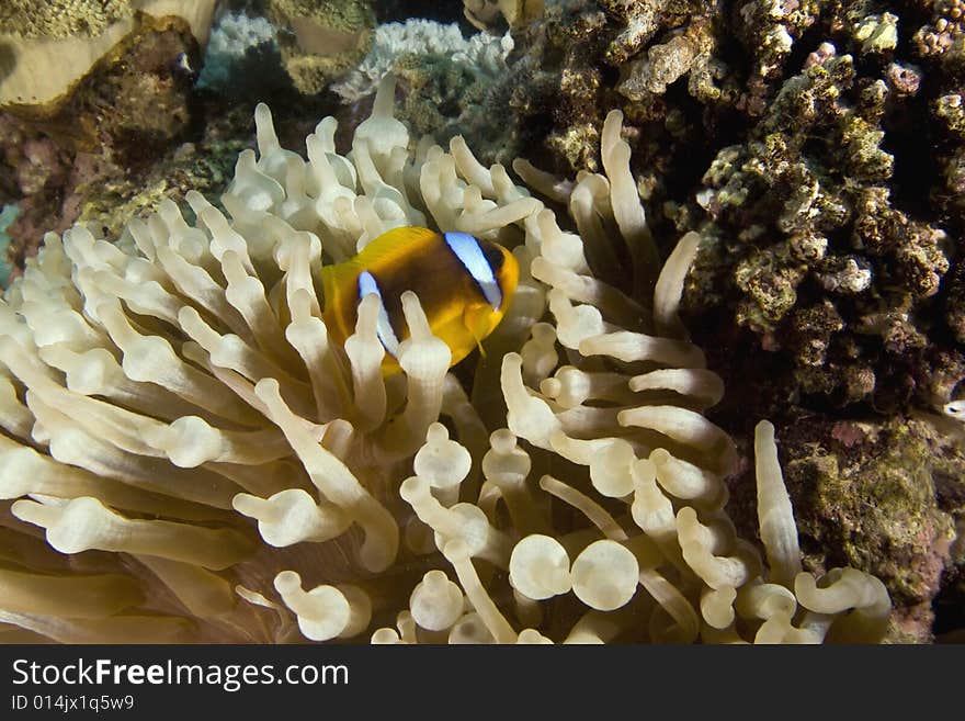 Red sea anemonefish (Amphipiron bicinctus)  taken in the Red Sea.