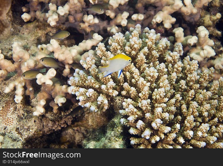 Coral and fish taken in the Red Sea.