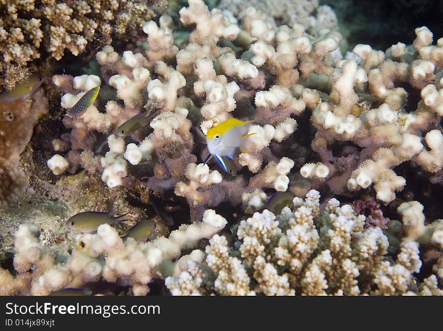 Coral and fish taken in the Red Sea.