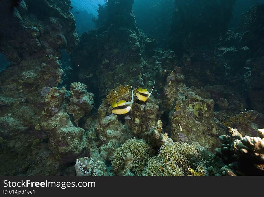 Coral and fish taken in the Red Sea.