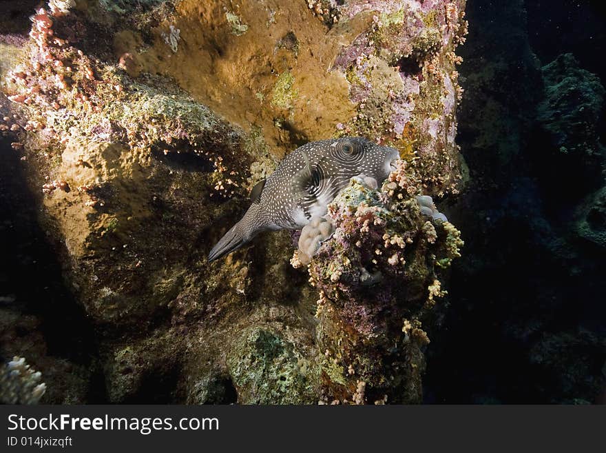 Whitespotted puffer (arothron hispidus) taken in the Red Sea.