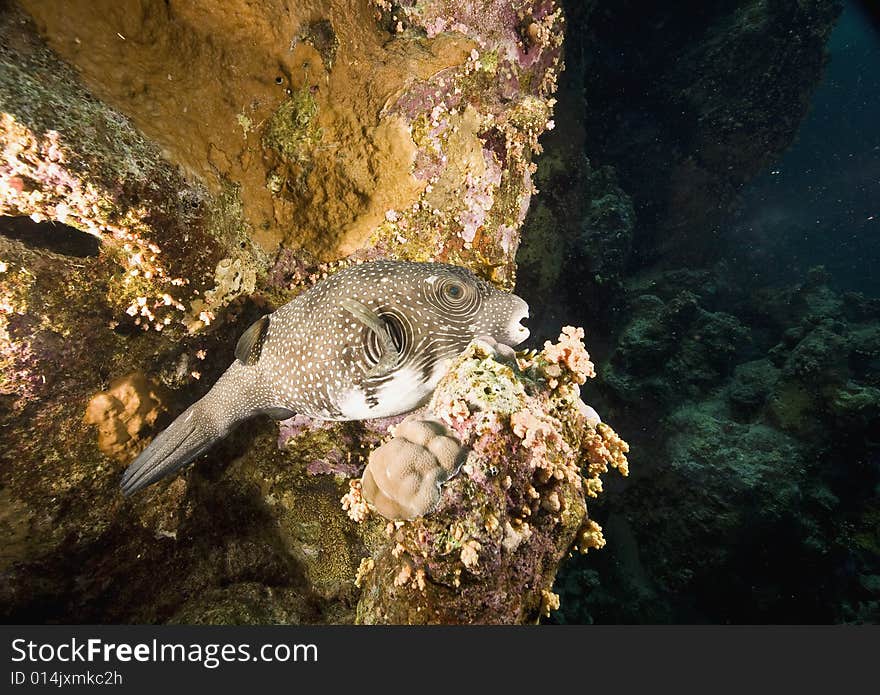 Whitespotted puffer (arothron hispidus) taken in the Red Sea.