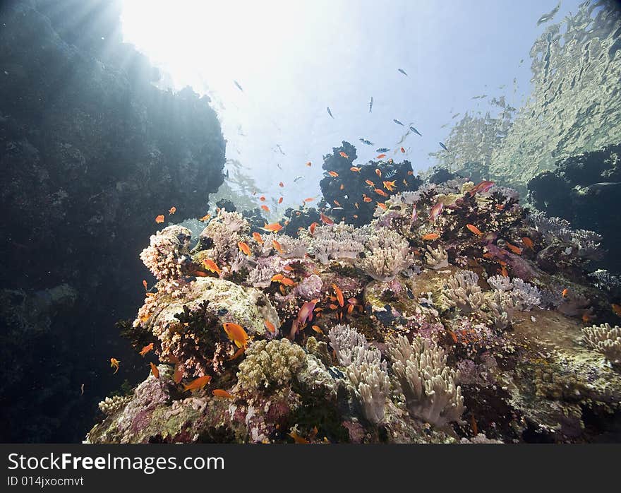 Coral and fish taken in the Red Sea.