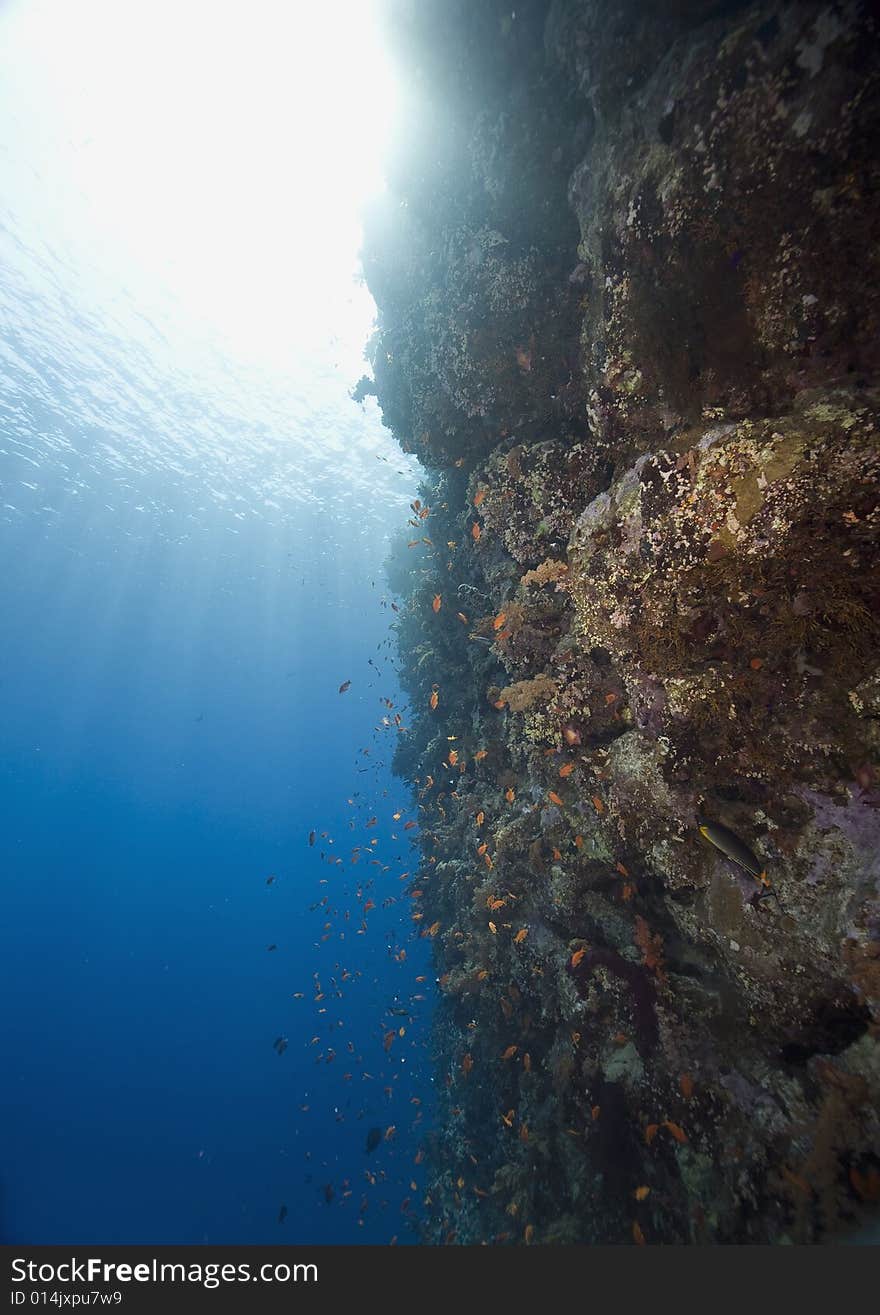 Coral and fish taken in the Red Sea.