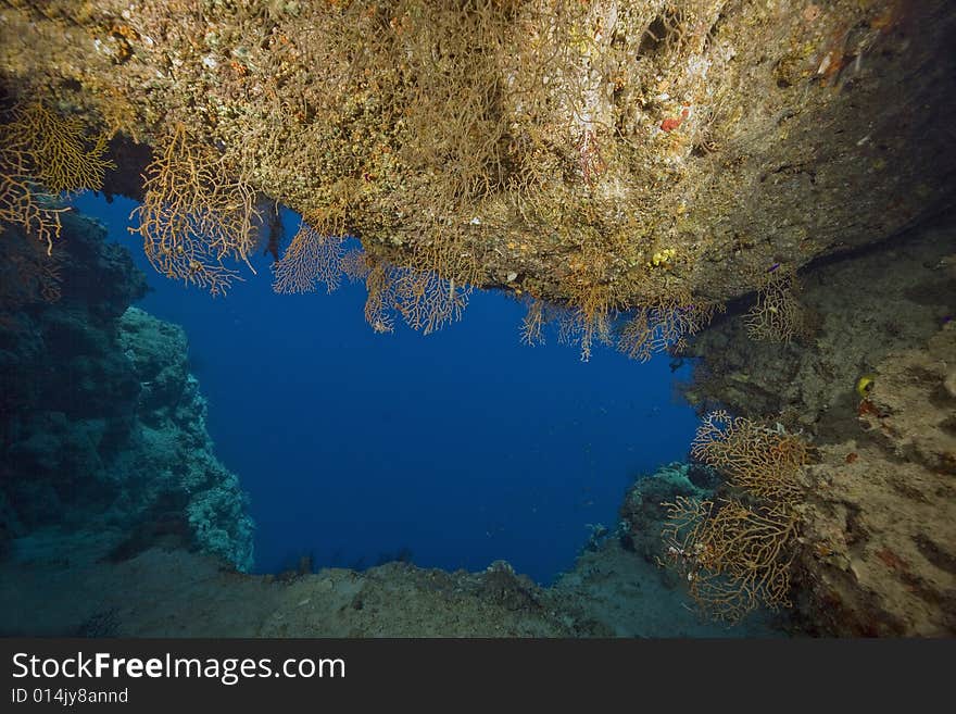 Coral and fish taken in the Red Sea.