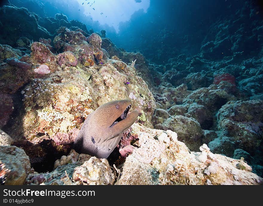 Giant moray (gymnothorax javanicus) taken in the Red Sea.