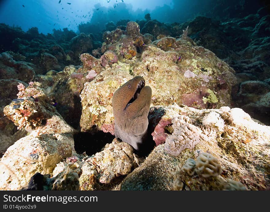 Giant moray (gymnothorax javanicus) taken in the Red Sea.