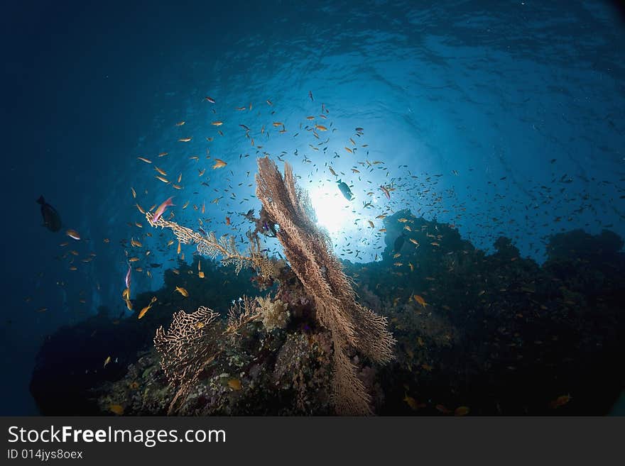 Coral and fish taken in the Red Sea.