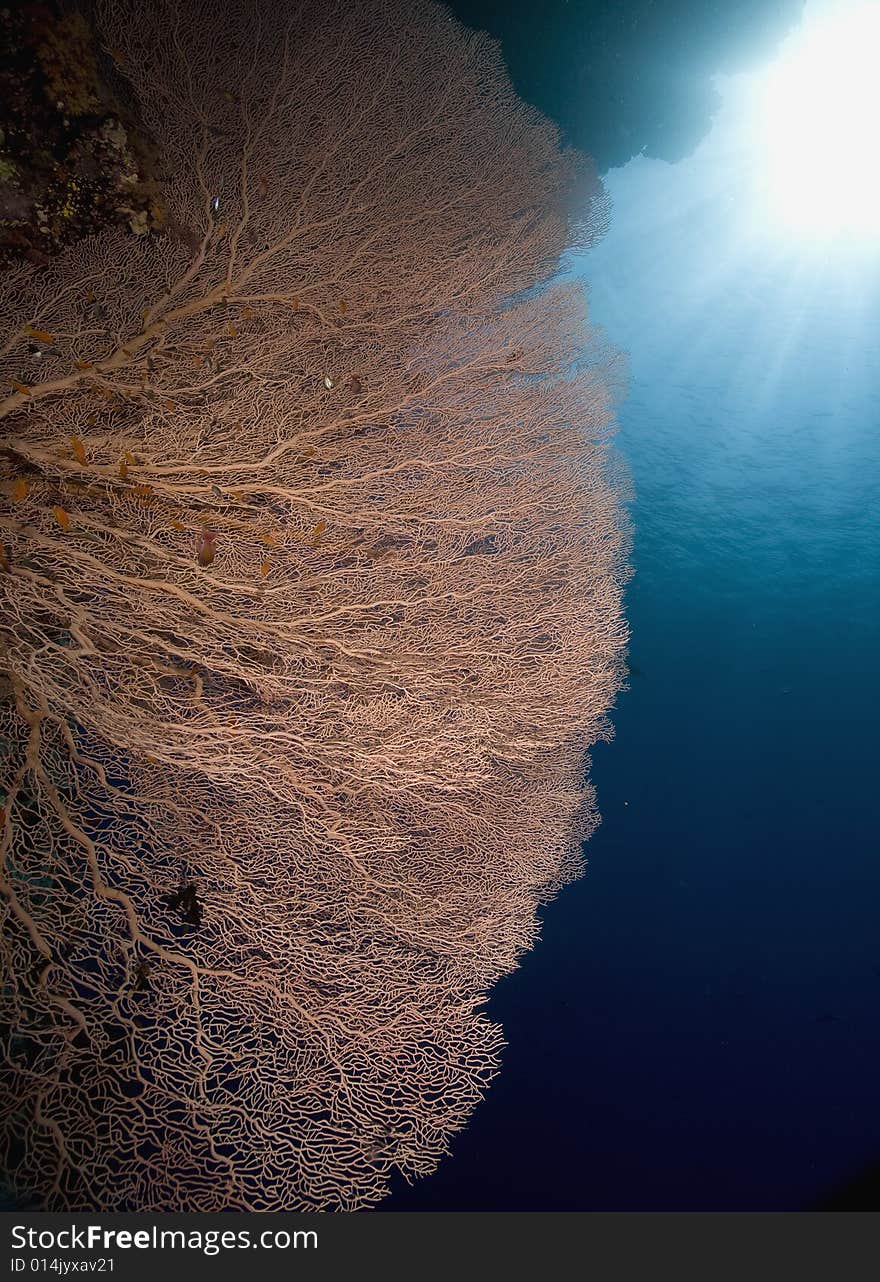 Seafan, coral and ocean taken in the Red Sea.