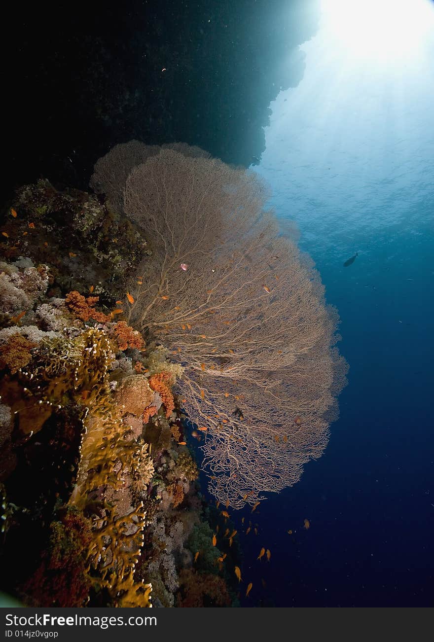 Seafan, coral and ocean taken in the Red Sea.