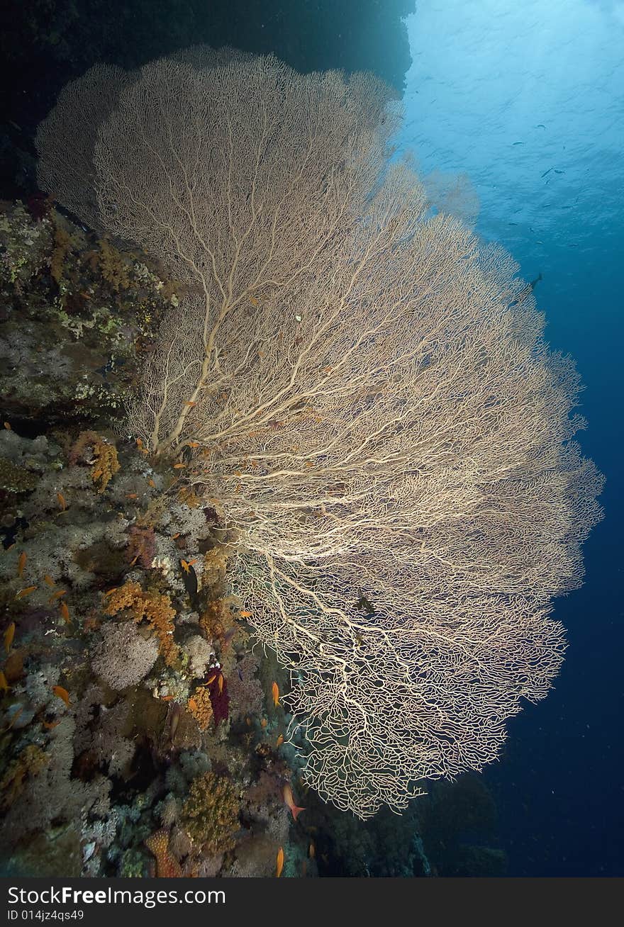 Seafan, coral and ocean taken in the Red Sea.