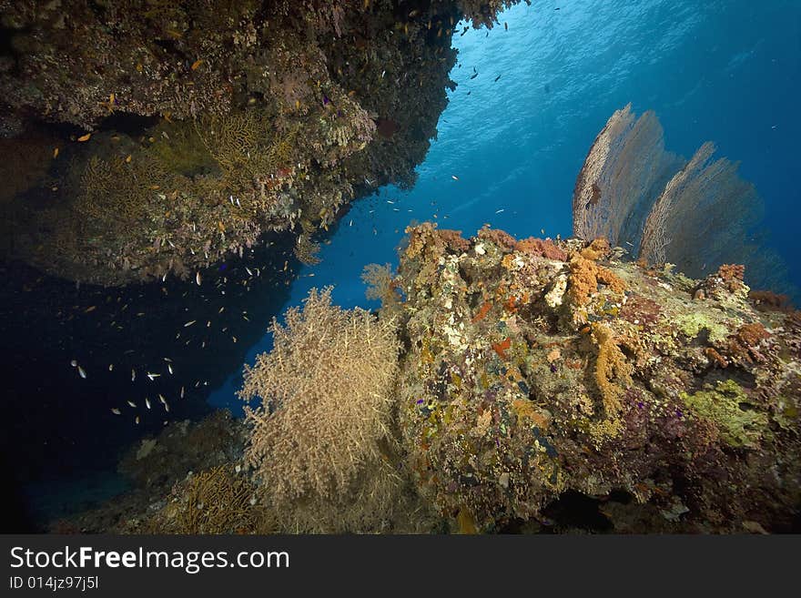 Seafan, coral and ocean taken in the Red Sea.