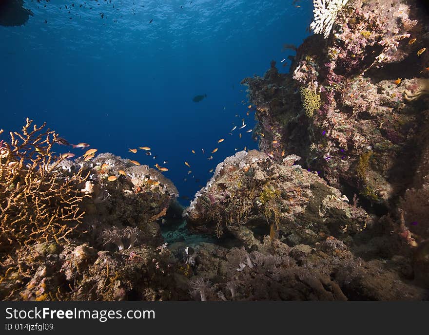 Coral and fish taken in the Red Sea.