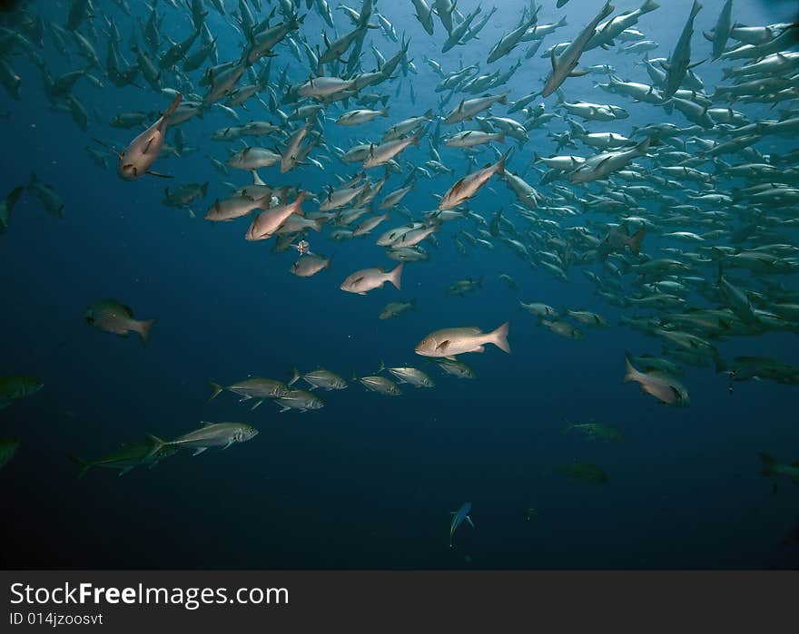 Mangrove snappers (lutjanus argentimaculatus) taken in the Red Sea.