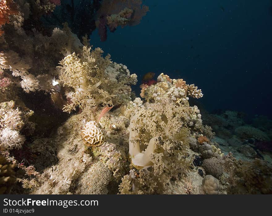 Coral and fish taken in the Red Sea.