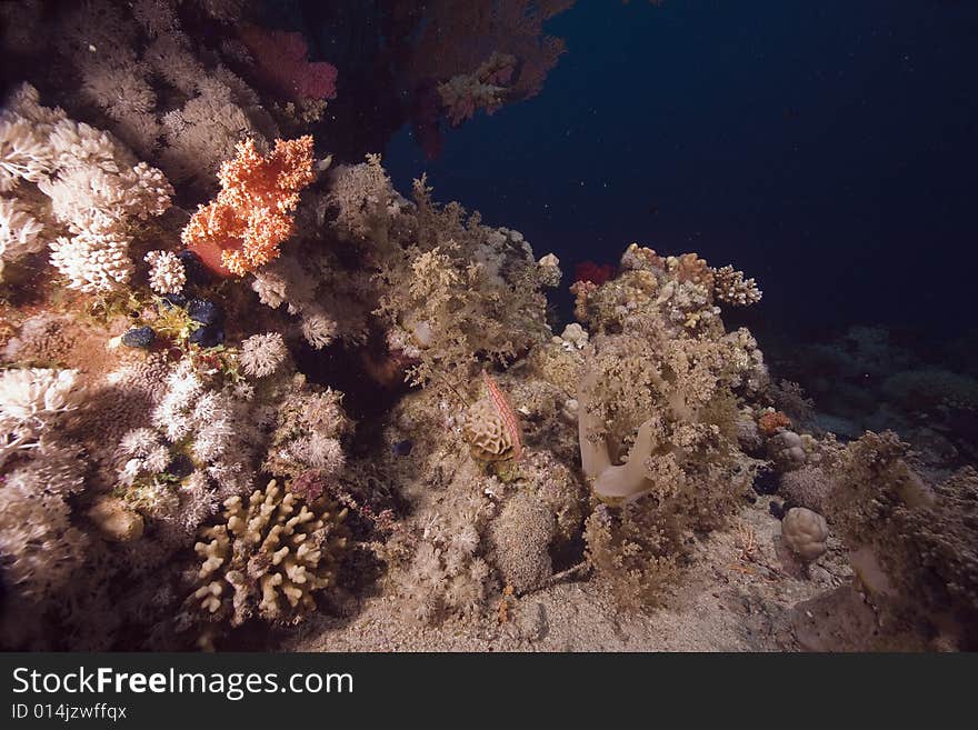 Coral and fish taken in the Red Sea.