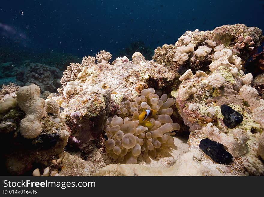 Red Sea Anemonefish (Amphipiron Bicinctus)