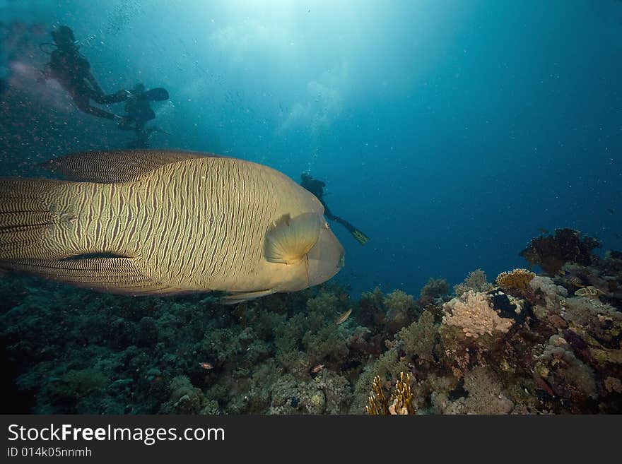 Napoleon wrasse (cheilinus undulatus taken in the Red Sea.