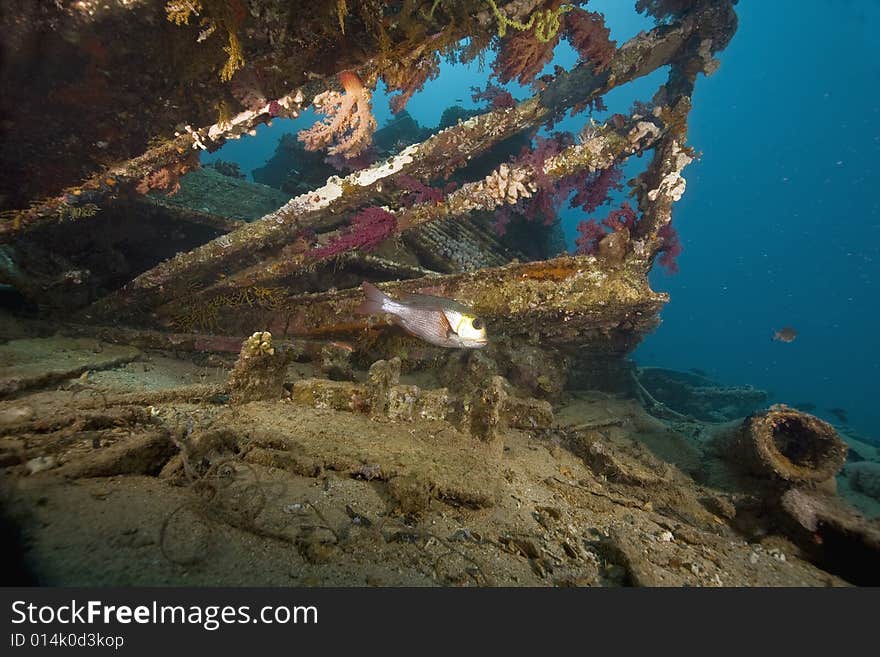 Coral and fish taken in the Red Sea.