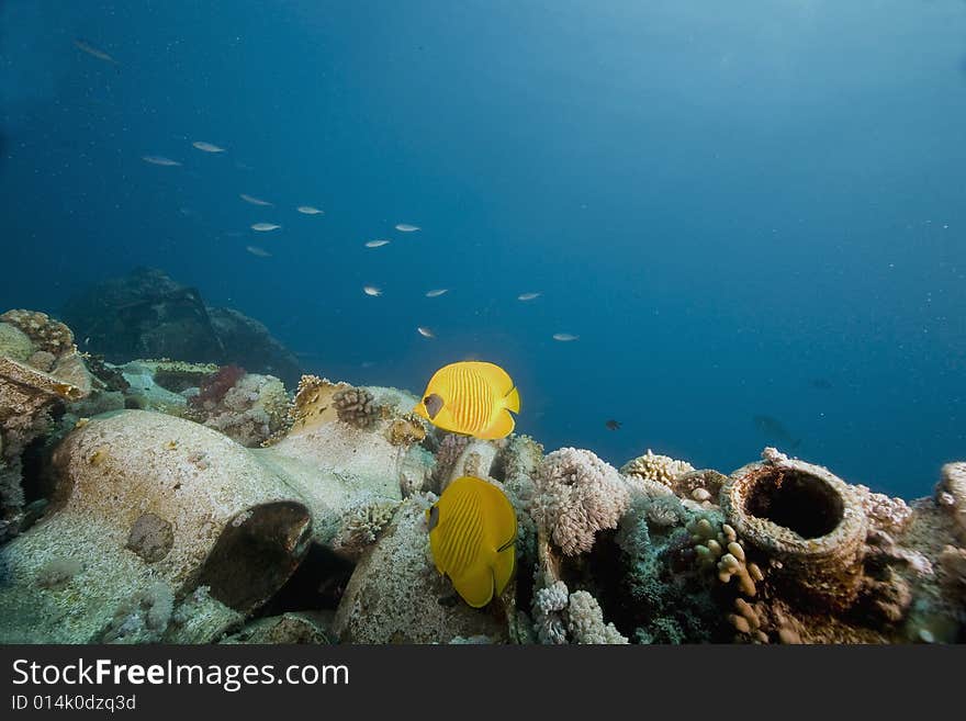 Masked butterflyfish (chaetodon larvatus) taken in the Red Sea.