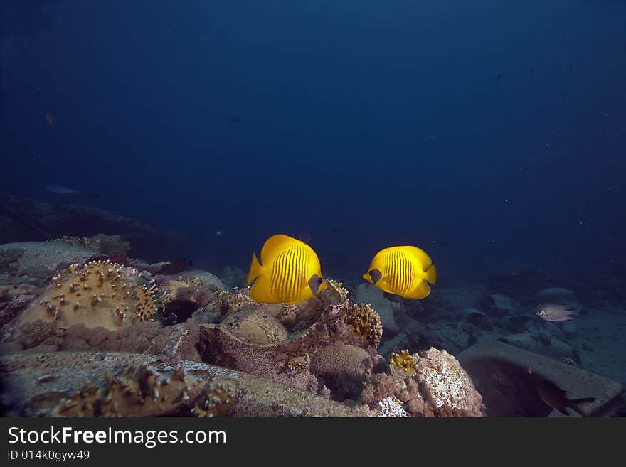 Masked butterflyfish (chaetodon larvatus) taken in the Red Sea.