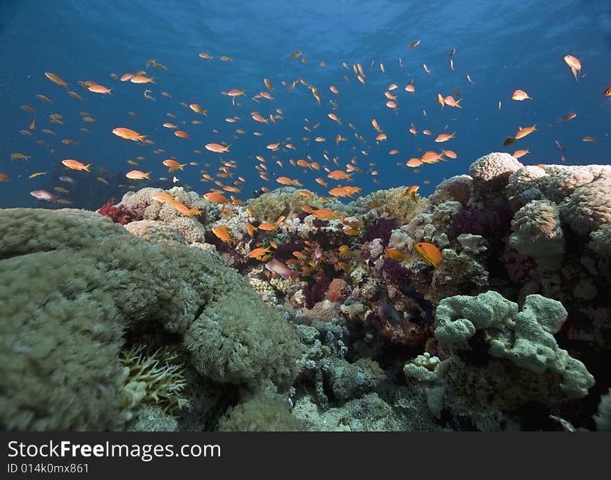 Coral and fish taken in the Red Sea.