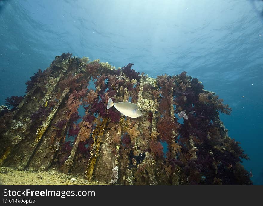 Coral and fish taken in the Red Sea.