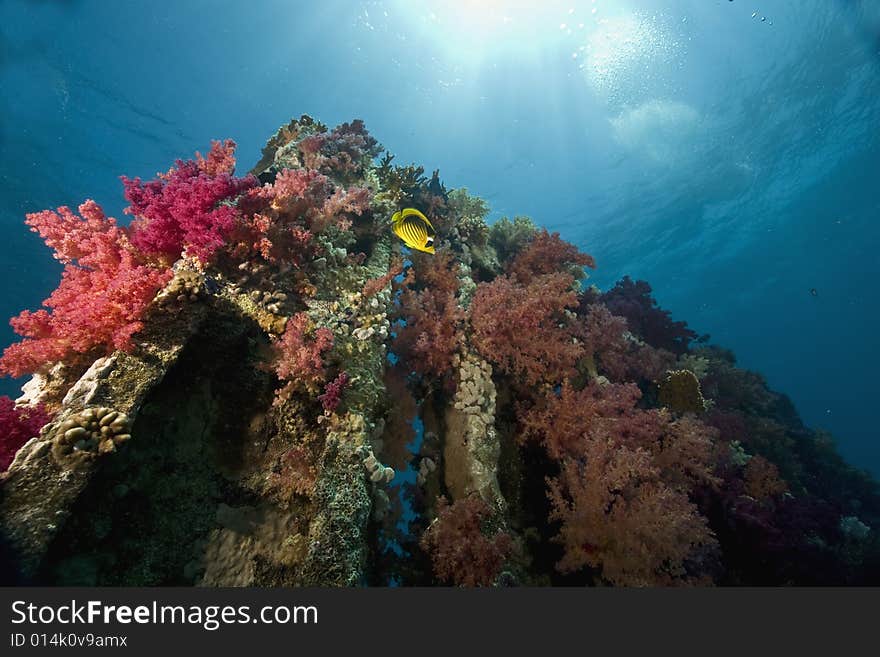 Coral and fish taken in the Red Sea.