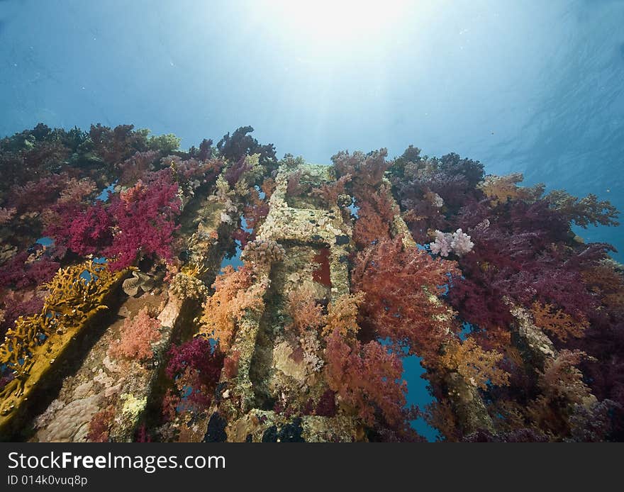 Coral and fish taken in the Red Sea.