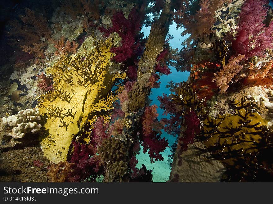 Coral and fish taken in the Red Sea.