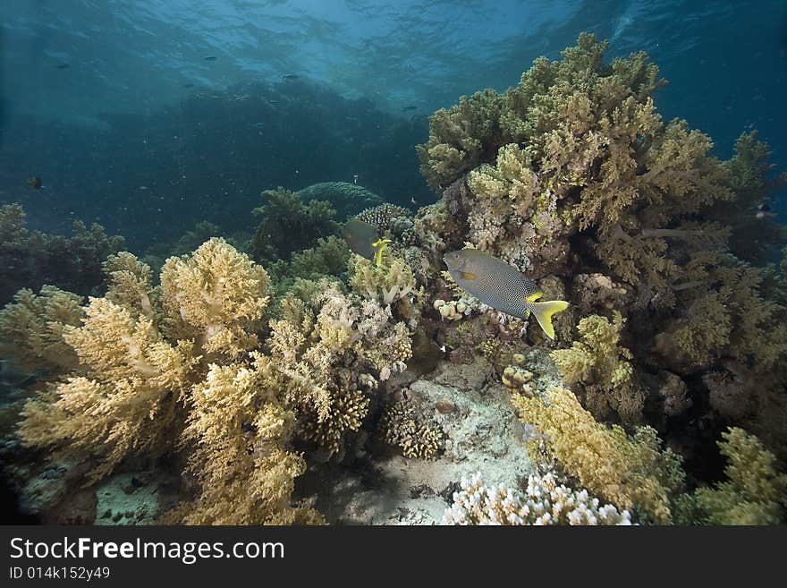 Coral and fish taken in the Red Sea.