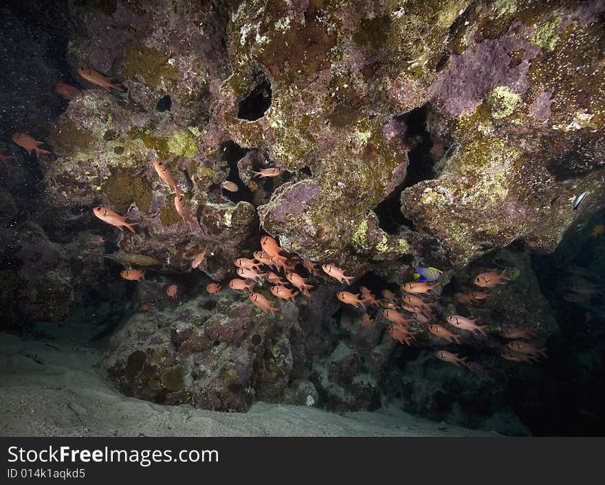 Coral and fish taken in the Red Sea.