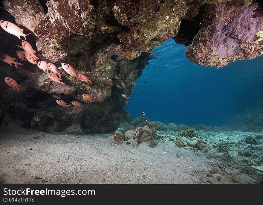 Coral and fish taken in the Red Sea.