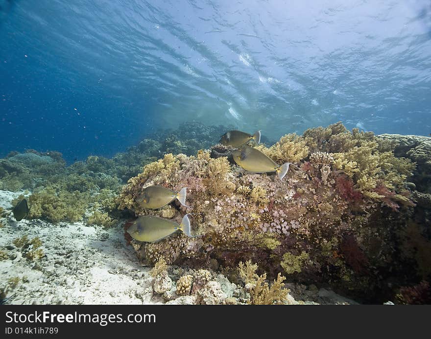 Coral and fish taken in the Red Sea.