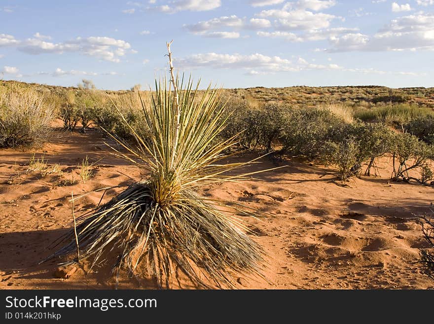 Arizona Desert