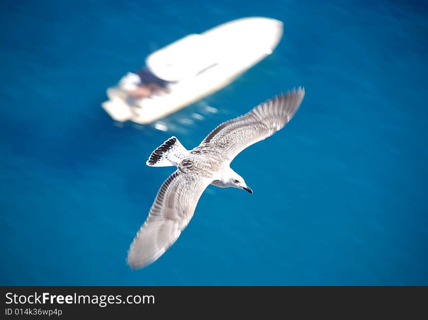 A gull flyng on the blue sea over a boat. A gull flyng on the blue sea over a boat