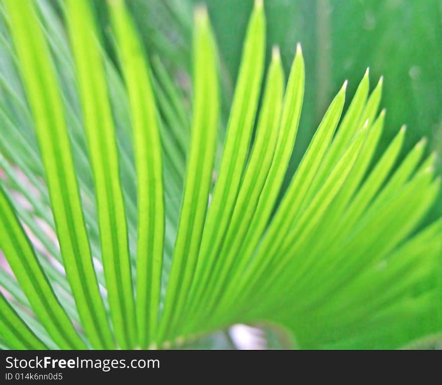 Green Leaves of a sago cycad