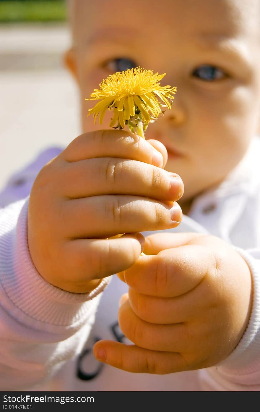 The little boy holds a yellow flower, dandelion. The little boy holds a yellow flower, dandelion