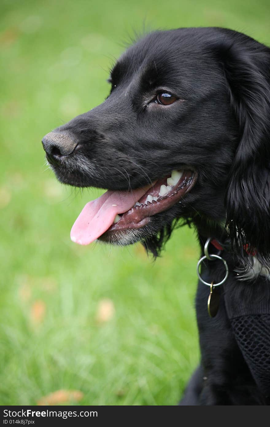 Spaniel puppy dog