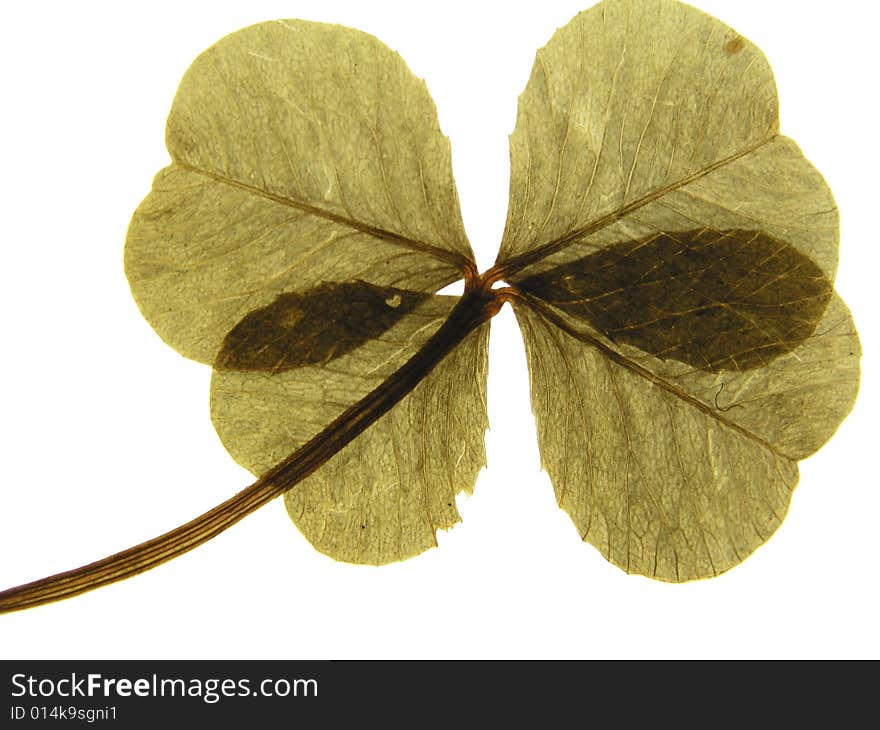 View of four-leaf clover found at Baggy Point, North Devon, 1965