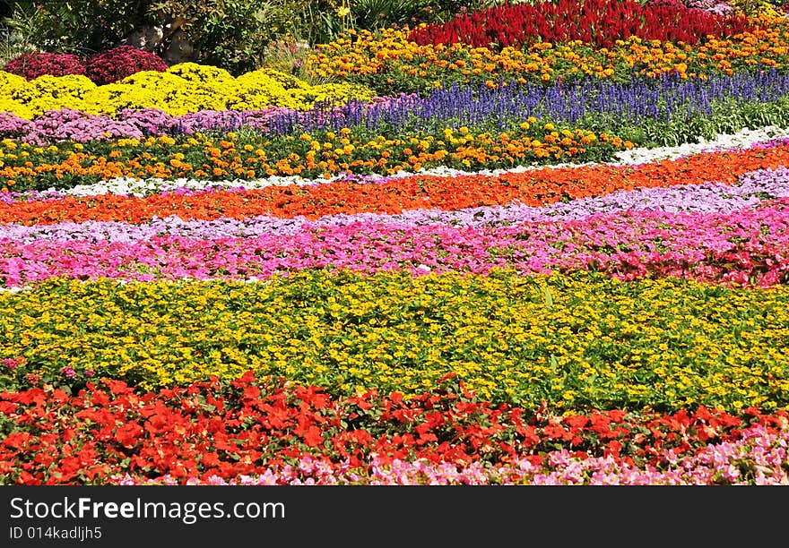 Flower in blooming, bloomy flower. Flower in blooming, bloomy flower