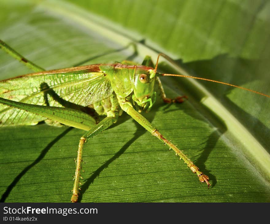 Large green grasshopper on a background leaf. Large green grasshopper on a background leaf