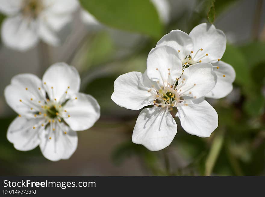 Blossoming Branch