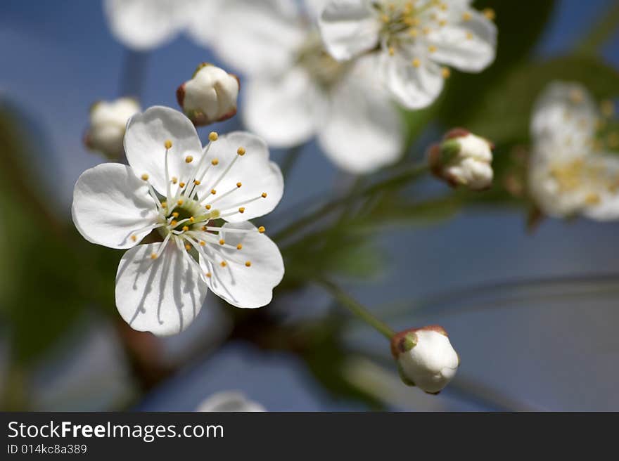 Blossoming Branch